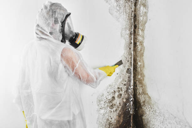 Best Crawl Space Mold Removal  in Swainsboro, GA