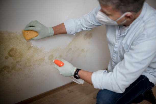 Best Mold Damage Repair  in Swainsboro, GA