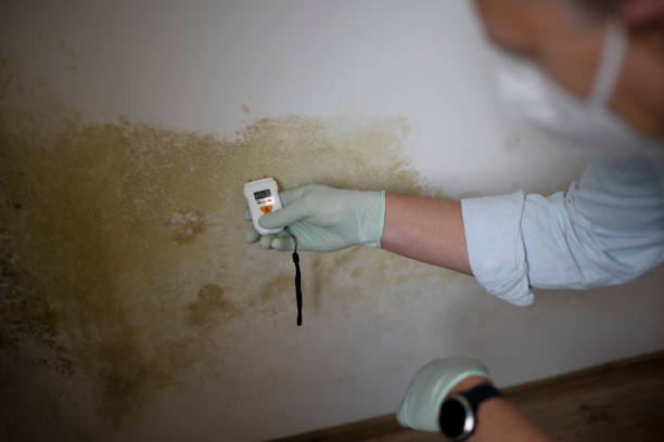 Best Home Mold Removal  in Swainsboro, GA