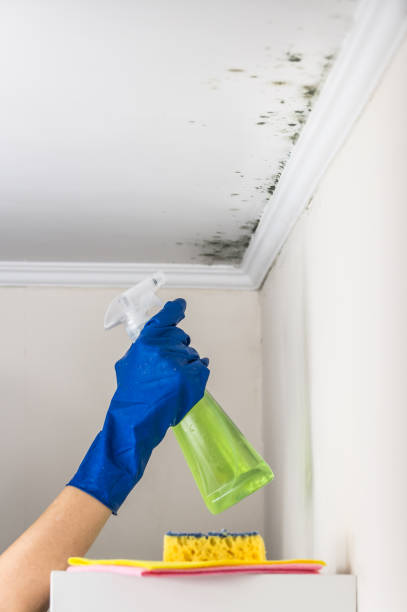 Best Black Mold Removal  in Swainsboro, GA